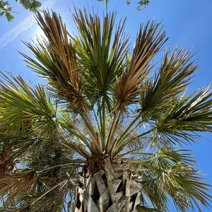 Meet your Posher, Rosie